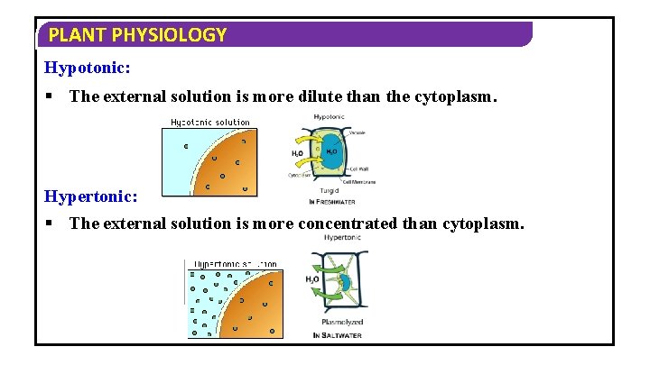 PLANT PHYSIOLOGY Hypotonic: § The external solution is more dilute than the cytoplasm. Hypertonic: