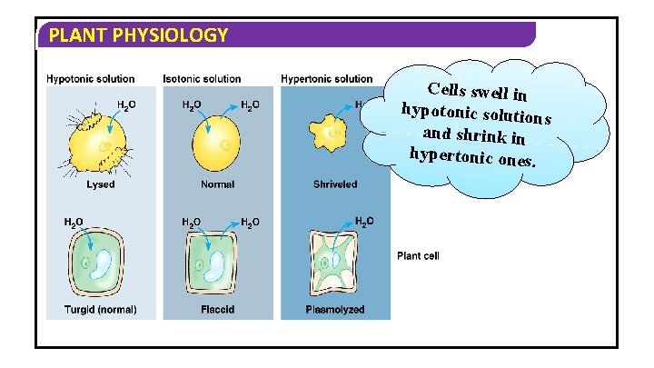 PLANT PHYSIOLOGY Cells swell in hypotonic soluti ons and shrink in hypertonic ones. 