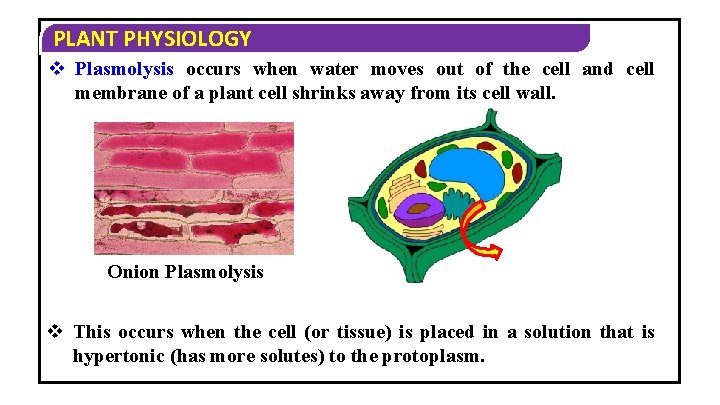 PLANT PHYSIOLOGY v Plasmolysis occurs when water moves out of the cell and cell