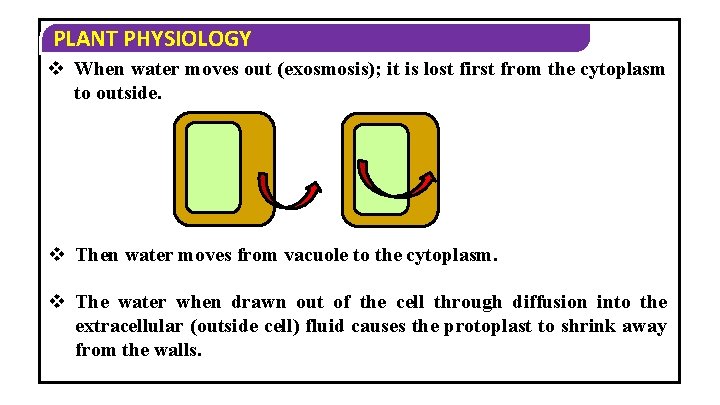 PLANT PHYSIOLOGY v When water moves out (exosmosis); it is lost first from the