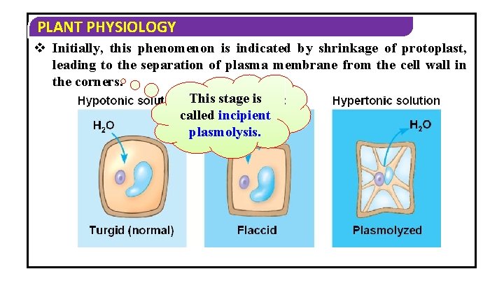 PLANT PHYSIOLOGY v Initially, this phenomenon is indicated by shrinkage of protoplast, leading to