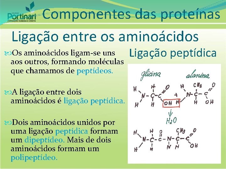 Componentes das proteínas Ligação entre os aminoácidos Os aminoácidos ligam-se uns aos outros, formando