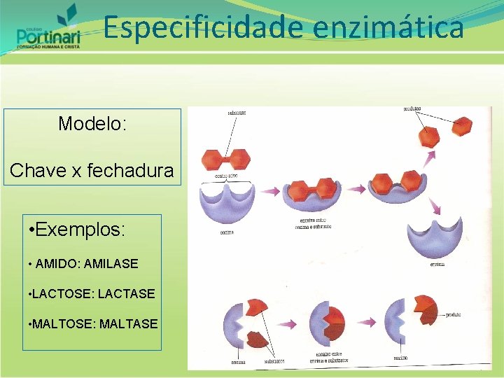 Especificidade enzimática Modelo: Chave x fechadura • Exemplos: • AMIDO: AMILASE • LACTOSE: LACTASE