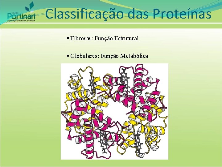 Classificação das Proteínas § Fibrosas: Função Estrutural § Globulares: Função Metabólica 