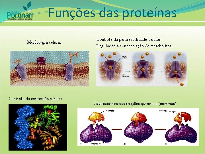 Funções das proteínas Morfologia celular Controle da expressão gênica Controle da permeabilidade celular Regulação