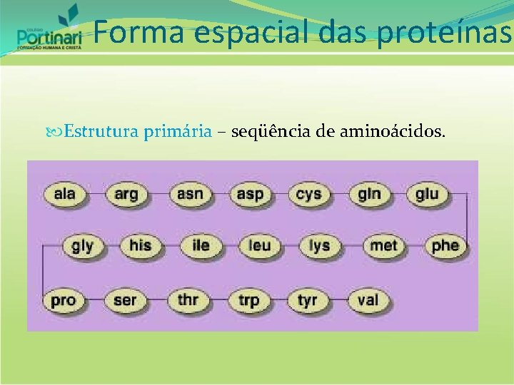 Forma espacial das proteínas Estrutura primária – seqüência de aminoácidos. 