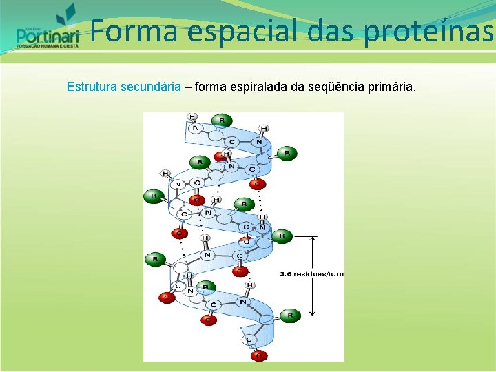 Forma espacial das proteínas Estrutura secundária – forma espiralada da seqüência primária. 