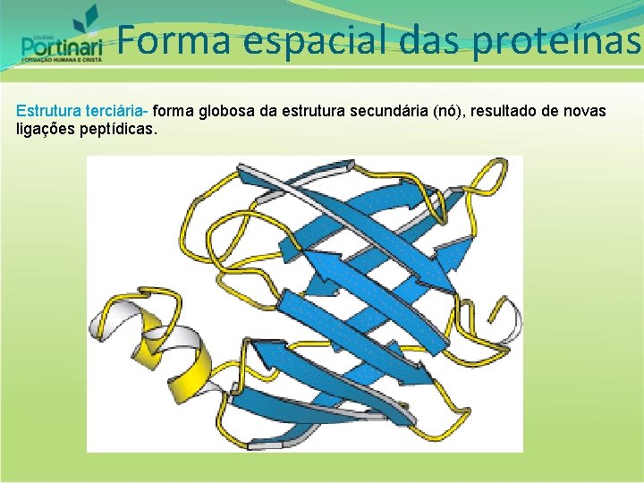Forma espacial das proteínas Estrutura terciária- forma globosa da estrutura secundária (nó), resultado de