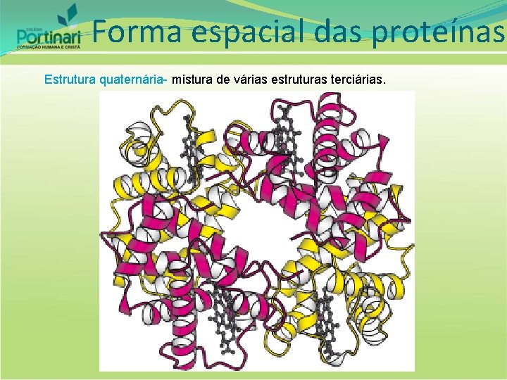 Forma espacial das proteínas Estrutura quaternária- mistura de várias estruturas terciárias. 