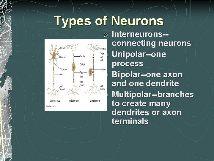Types of Neurons Interneurons-connecting neurons Unipolar--one process Bipolar--one axon and one dendrite Multipolar--branches to Types of Neurons Interneurons-connecting neurons Unipolar--one process Bipolar--one axon and one dendrite Multipolar--branches to
