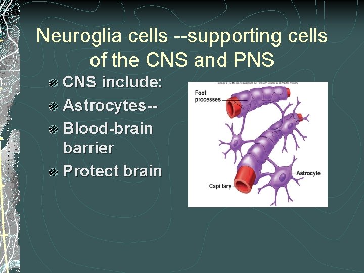 Neuroglia cells --supporting cells of the CNS and PNS CNS include: Astrocytes-Blood-brain barrier Protect Neuroglia cells --supporting cells of the CNS and PNS CNS include: Astrocytes-Blood-brain barrier Protect
