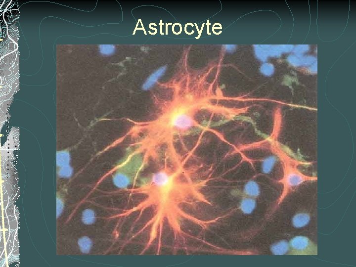 Astrocyte Astrocyte