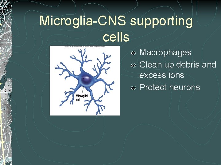 Microglia-CNS supporting cells Macrophages Clean up debris and excess ions Protect neurons Microglia-CNS supporting cells Macrophages Clean up debris and excess ions Protect neurons