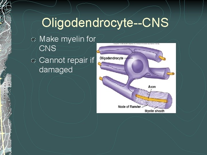 Oligodendrocyte--CNS Make myelin for CNS Cannot repair if damaged Oligodendrocyte--CNS Make myelin for CNS Cannot repair if damaged