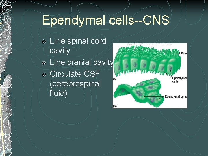 Ependymal cells--CNS Line spinal cord cavity Line cranial cavity Circulate CSF (cerebrospinal fluid) Ependymal cells--CNS Line spinal cord cavity Line cranial cavity Circulate CSF (cerebrospinal fluid)