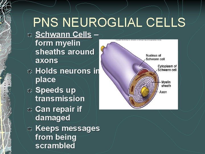 PNS NEUROGLIAL CELLS Schwann Cells – form myelin sheaths around axons Holds neurons in PNS NEUROGLIAL CELLS Schwann Cells – form myelin sheaths around axons Holds neurons in