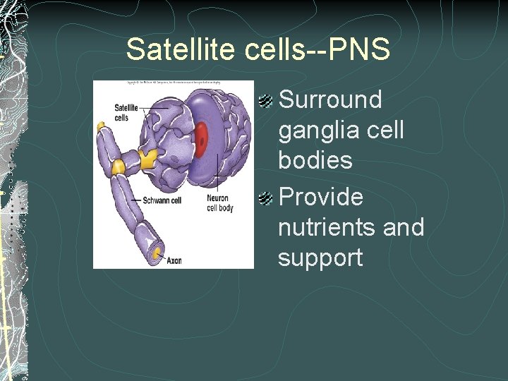 Satellite cells--PNS Surround ganglia cell bodies Provide nutrients and support Satellite cells--PNS Surround ganglia cell bodies Provide nutrients and support