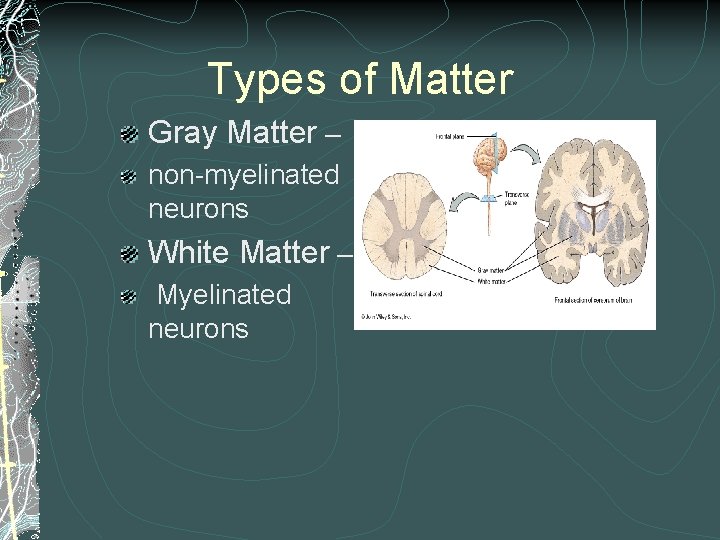 Types of Matter Gray Matter – non-myelinated neurons White Matter – Myelinated neurons Types of Matter Gray Matter – non-myelinated neurons White Matter – Myelinated neurons