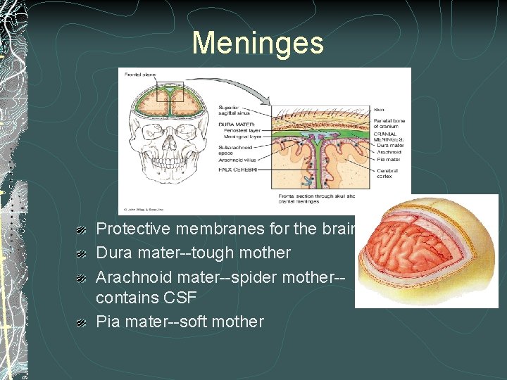 Meninges Protective membranes for the brain Dura mater--tough mother Arachnoid mater--spider mother-contains CSF Pia Meninges Protective membranes for the brain Dura mater--tough mother Arachnoid mater--spider mother-contains CSF Pia