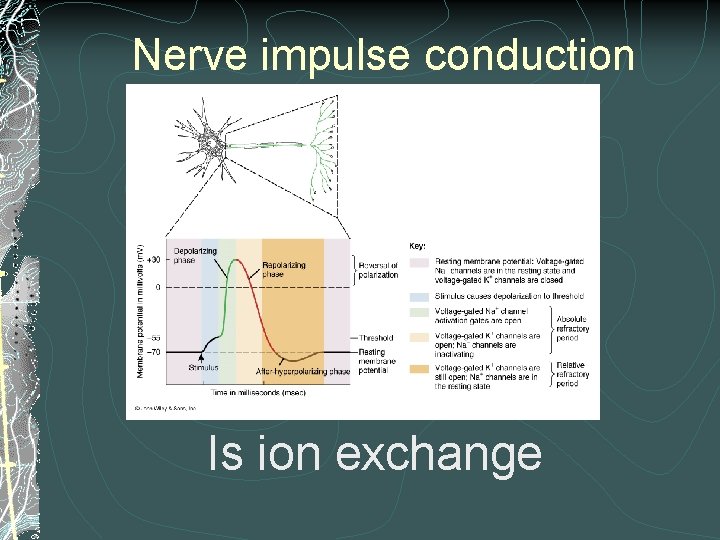 Nerve impulse conduction Is ion exchange Nerve impulse conduction Is ion exchange