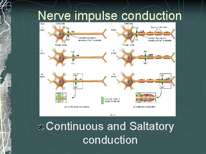 Nerve impulse conduction Continuous and Saltatory conduction Nerve impulse conduction Continuous and Saltatory conduction