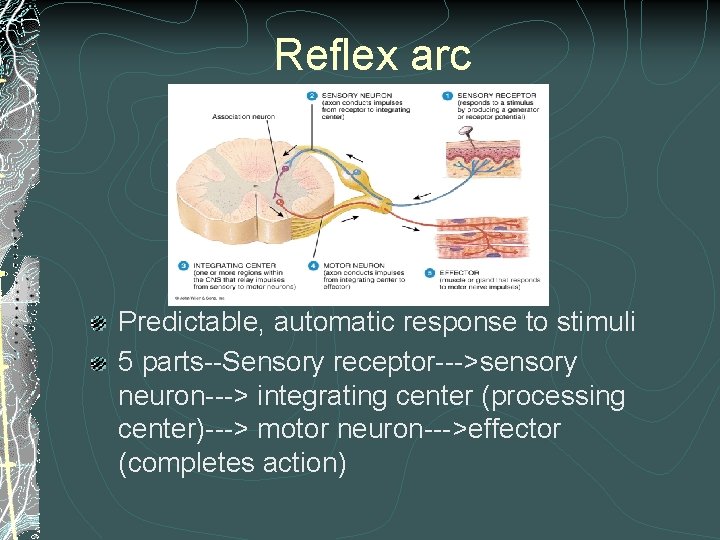 Reflex arc Predictable, automatic response to stimuli 5 parts--Sensory receptor--->sensory neuron---> integrating center (processing Reflex arc Predictable, automatic response to stimuli 5 parts--Sensory receptor--->sensory neuron---> integrating center (processing