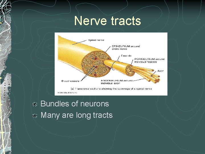 Nerve tracts Bundles of neurons Many are long tracts Nerve tracts Bundles of neurons Many are long tracts