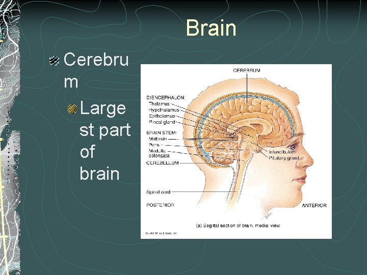 Brain Cerebru m Large st part of brain Brain Cerebru m Large st part of brain