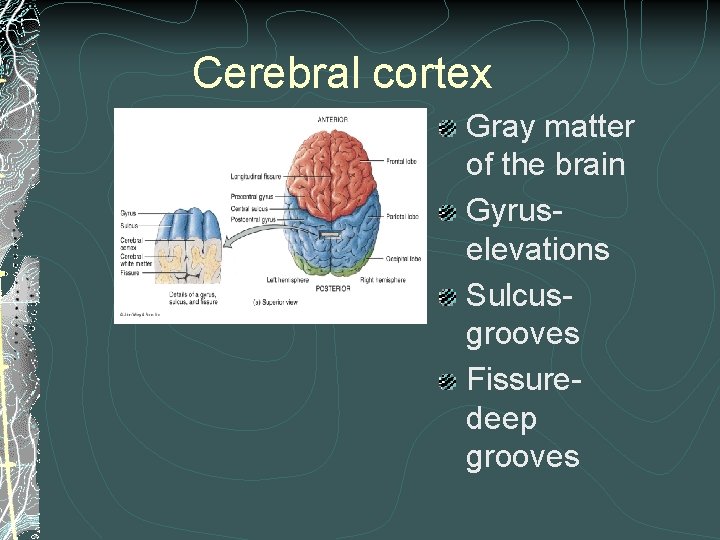 Cerebral cortex Gray matter of the brain Gyruselevations Sulcusgrooves Fissuredeep grooves Cerebral cortex Gray matter of the brain Gyruselevations Sulcusgrooves Fissuredeep grooves