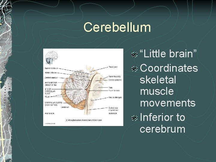 Cerebellum “Little brain” Coordinates skeletal muscle movements Inferior to cerebrum Cerebellum “Little brain” Coordinates skeletal muscle movements Inferior to cerebrum