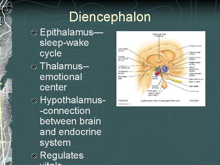 Diencephalon Epithalamus— sleep-wake cycle Thalamus-emotional center Hypothalamus-connection between brain and endocrine system Regulates Diencephalon Epithalamus— sleep-wake cycle Thalamus-emotional center Hypothalamus-connection between brain and endocrine system Regulates