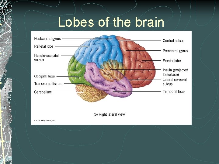 Lobes of the brain Lobes of the brain