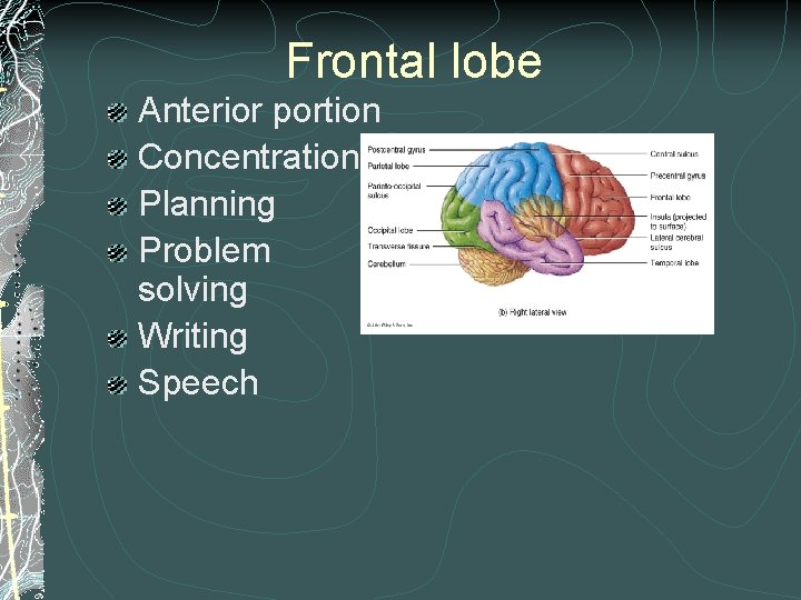Frontal lobe Anterior portion Concentration Planning Problem solving Writing Speech Frontal lobe Anterior portion Concentration Planning Problem solving Writing Speech