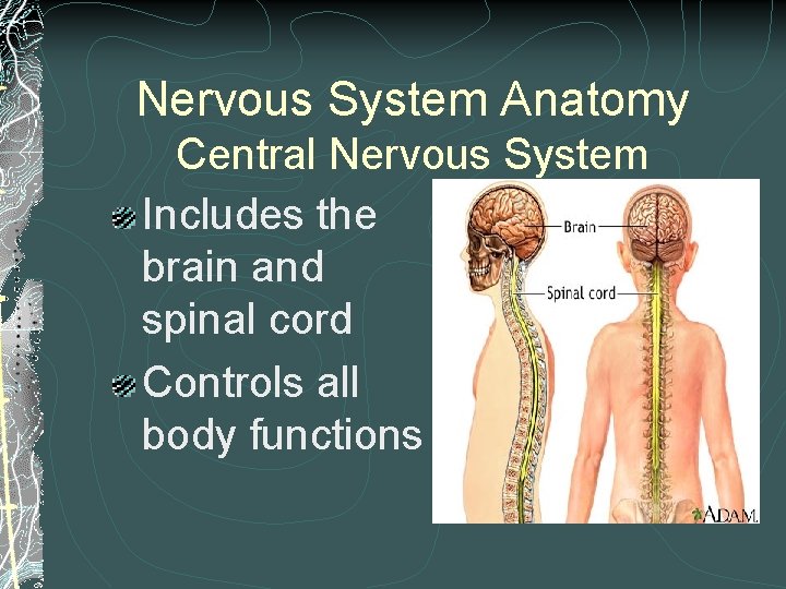 Nervous System Anatomy Central Nervous System Includes the brain and spinal cord Controls all Nervous System Anatomy Central Nervous System Includes the brain and spinal cord Controls all