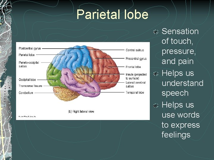Parietal lobe Sensation of touch, pressure, and pain Helps us understand speech Helps us Parietal lobe Sensation of touch, pressure, and pain Helps us understand speech Helps us