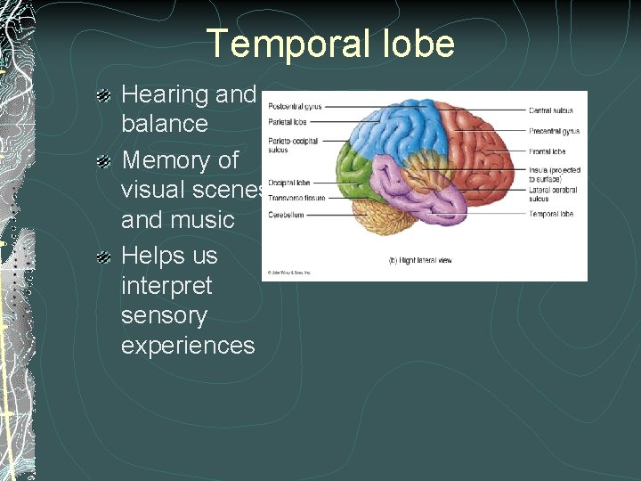 Temporal lobe Hearing and balance Memory of visual scenes and music Helps us interpret Temporal lobe Hearing and balance Memory of visual scenes and music Helps us interpret
