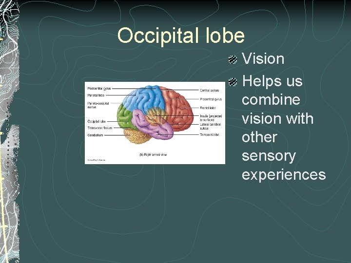 Occipital lobe Vision Helps us combine vision with other sensory experiences Occipital lobe Vision Helps us combine vision with other sensory experiences