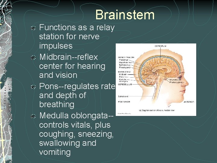 Brainstem Functions as a relay station for nerve impulses Midbrain--reflex center for hearing and Brainstem Functions as a relay station for nerve impulses Midbrain--reflex center for hearing and