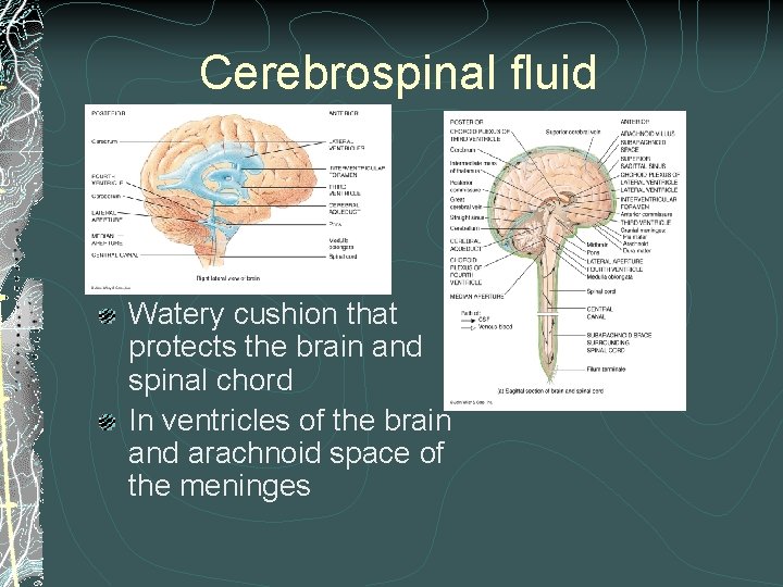 Cerebrospinal fluid Watery cushion that protects the brain and spinal chord In ventricles of Cerebrospinal fluid Watery cushion that protects the brain and spinal chord In ventricles of