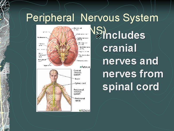 Peripheral Nervous System (PNS)Includes cranial nerves and nerves from spinal cord Peripheral Nervous System (PNS)Includes cranial nerves and nerves from spinal cord