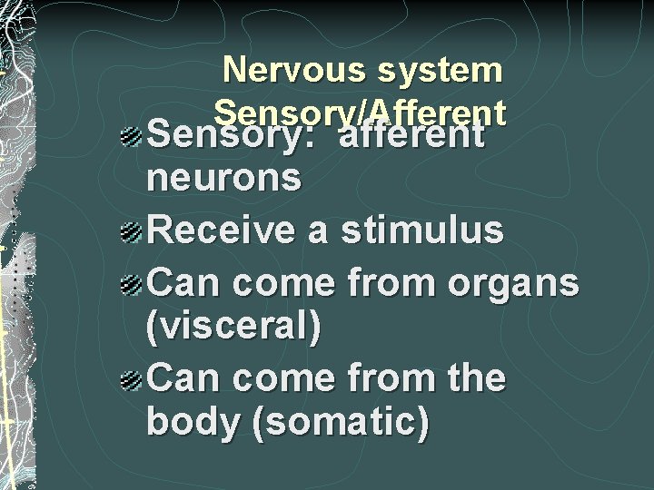 Nervous system Sensory/Afferent Sensory: afferent neurons Receive a stimulus Can come from organs (visceral) Nervous system Sensory/Afferent Sensory: afferent neurons Receive a stimulus Can come from organs (visceral)