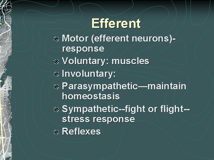 Efferent Motor (efferent neurons)response Voluntary: muscles Involuntary: Parasympathetic—maintain homeostasis Sympathetic--fight or flight-stress response Reflexes Efferent Motor (efferent neurons)response Voluntary: muscles Involuntary: Parasympathetic—maintain homeostasis Sympathetic--fight or flight-stress response Reflexes
