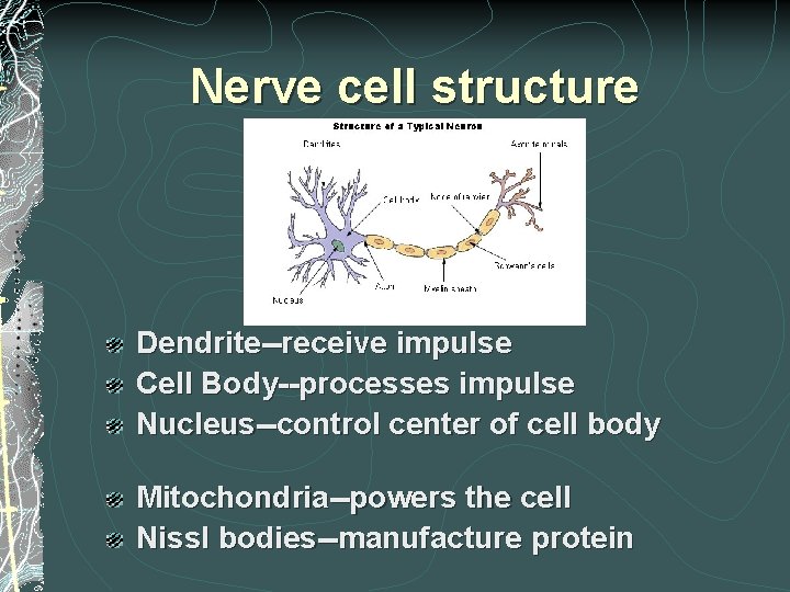 Nerve cell structure (Neuron) Dendrite--receive impulse Cell Body--processes impulse Nucleus--control center of cell body Nerve cell structure (Neuron) Dendrite--receive impulse Cell Body--processes impulse Nucleus--control center of cell body