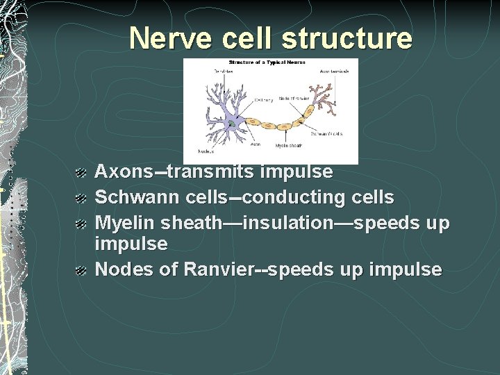 Nerve cell structure (Neuron) Axons--transmits impulse Schwann cells--conducting cells Myelin sheath—insulation—speeds up impulse Nodes Nerve cell structure (Neuron) Axons--transmits impulse Schwann cells--conducting cells Myelin sheath—insulation—speeds up impulse Nodes