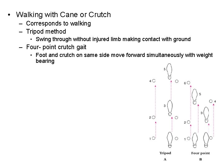  • Walking with Cane or Crutch – Corresponds to walking – Tripod method