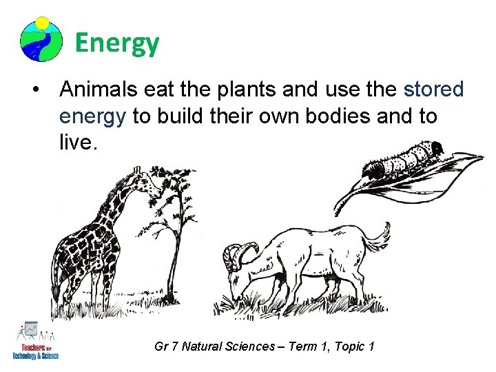 Energy • Animals eat the plants and use the stored energy to build their
