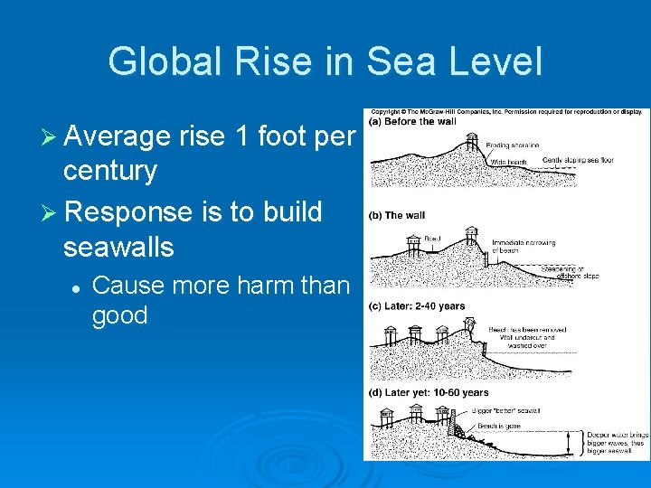 Global Rise in Sea Level Ø Average rise 1 foot per century Ø Response