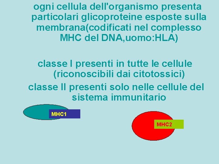 ogni cellula dell'organismo presenta particolari glicoproteine esposte sulla membrana(codificati nel complesso MHC del DNA,
