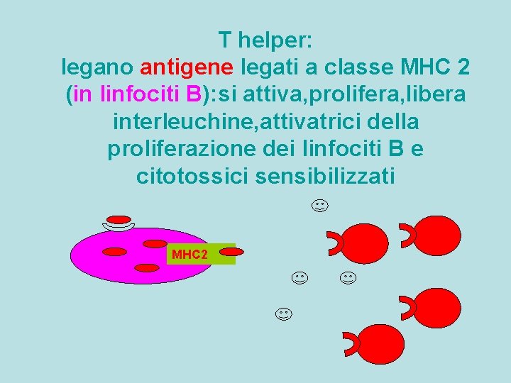 T helper: legano antigene legati a classe MHC 2 (in linfociti B): si attiva,
