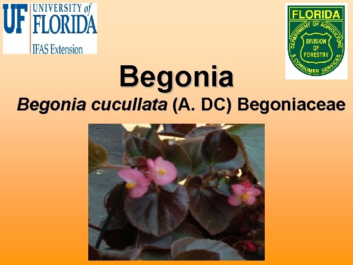 Begonia cucullata (A. DC) Begoniaceae 